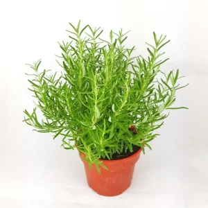 Pack of 3 Barbeque Rosemary Live Starter Plants - Culinary Herb, 4-8 Inch Tall - Image 1