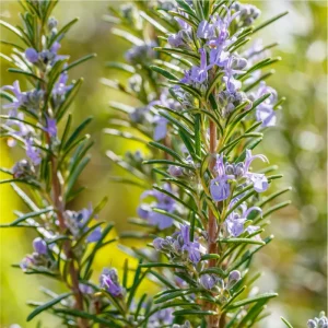 Pack of 3 Barbeque Rosemary Live Starter Plants - Culinary Herb, 4-8 Inch Tall - Image 3