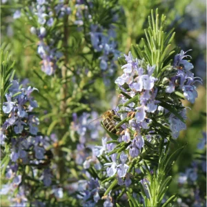 Pack of 3 Barbeque Rosemary Live Starter Plants - Culinary Herb, 4-8 Inch Tall - Image 4