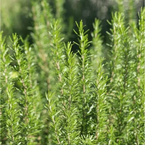 Pack of 3 Barbeque Rosemary Live Starter Plants - Culinary Herb, 4-8 Inch Tall - Image 5