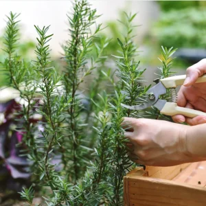 Pack of 3 Barbeque Rosemary Live Starter Plants - Culinary Herb, 4-8 Inch Tall - Image 6