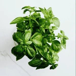 Pack of 3 Greek Basil Live Starter Plants – Compact Herb, 4-8 Inch, Outdoor - Image 2