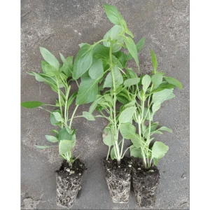 Pack of 3 Greek Basil Live Starter Plants – Compact Herb, 4-8 Inch, Outdoor - Image 3