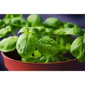 Pack of 3 Greek Basil Live Starter Plants – Compact Herb, 4-8 Inch, Outdoor - Image 6