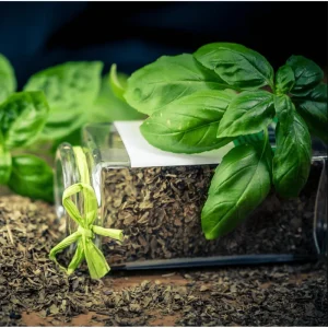 Pack of 3 Greek Basil Live Starter Plants – Compact Herb, 4-8 Inch, Outdoor - Image 7