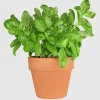 Pack of 3 Greek Basil Live Starter Plants – Compact Herb, 4-8 Inch, Outdoor - Image 1