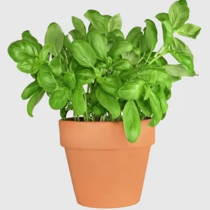 Pack of 3 Greek Basil Live Starter Plants – Compact Herb, 4-8 Inch, Outdoor - Image 1