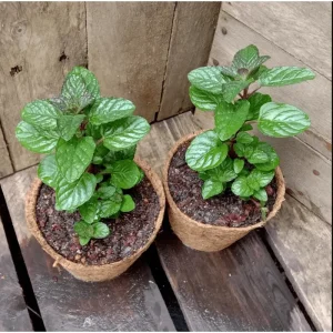 Pack of 3 Mint Berries and Cream Live Starter Plants, Culinary Herb, 4-8 Inch Tall - Image 2