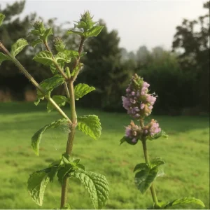 Pack of 3 Mint Berries and Cream Live Starter Plants, Culinary Herb, 4-8 Inch Tall - Image 3