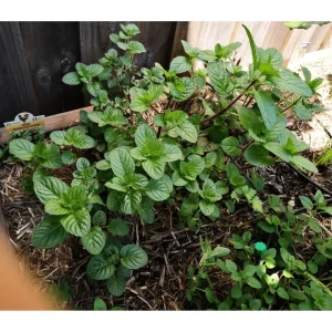 Pack of 3 Mint Berries and Cream Live Starter Plants, Culinary Herb, 4-8 Inch Tall - Image 4