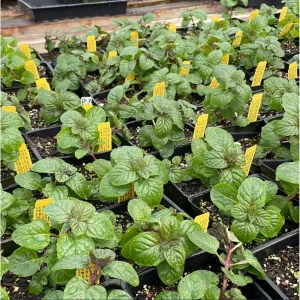 Pack of 3 Mint Berries and Cream Live Starter Plants, Culinary Herb, 4-8 Inch Tall - Image 5