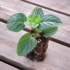 Pack of 3 Mint Berries and Cream Live Starter Plants, Culinary Herb, 4-8 Inch Tall - Image 6