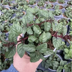 Pack of 3 Mint Berries and Cream Live Starter Plants, Culinary Herb, 4-8 Inch Tall - Image 7