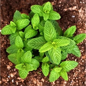 Pack of 3 Peppermint Live Starter Plants, Fresh Culinary Herb, 4-8 Inch Tall - Image 2