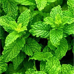 Pack of 3 Peppermint Live Starter Plants, Fresh Culinary Herb, 4-8 Inch Tall - Image 4