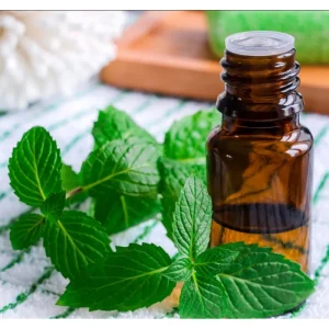 Pack of 3 Peppermint Live Starter Plants, Fresh Culinary Herb, 4-8 Inch Tall - Image 5