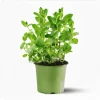 Pack of 3 Peppermint Live Starter Plants, Fresh Culinary Herb, 4-8 Inch Tall - Image 1