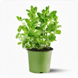 Pack of 3 Peppermint Live Starter Plants, Fresh Culinary Herb, 4-8 Inch Tall - Image 1
