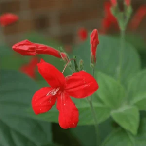 Pack of 4 Brazilian Red Ruellia Live Starter Plants for Planting, Brazilian Red Ruelliacomma Plant, Red Flowers, 4 to 9 Inch Tall, No Ship Pot - Image 4