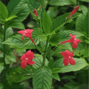 Pack of 4 Brazilian Red Ruellia Live Starter Plants for Planting, Brazilian Red Ruelliacomma Plant, Red Flowers, 4 to 9 Inch Tall, No Ship Pot - Image 5