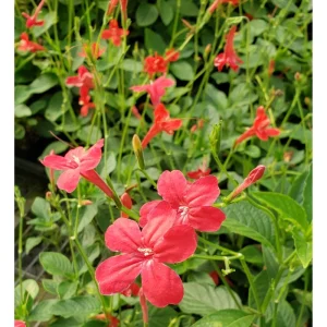 Pack of 4 Brazilian Red Ruellia Live Starter Plants for Planting, Brazilian Red Ruelliacomma Plant, Red Flowers, 4 to 9 Inch Tall, No Ship Pot - Image 6