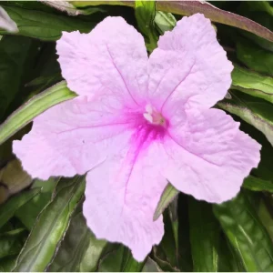 Pack of 4 Katie's Dwarf Pink Ruellia Live Starter Plants, Mexican Petunia, 4-9 Inch Tall - Image 2