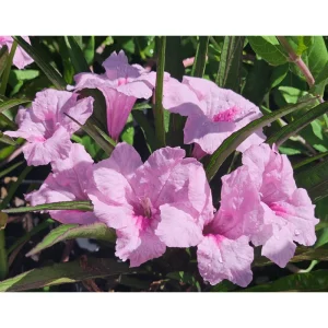 Pack of 4 Katie's Dwarf Pink Ruellia Live Starter Plants, Mexican Petunia, 4-9 Inch Tall - Image 1
