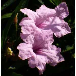 Pack of 4 Katie's Dwarf Pink Ruellia Live Starter Plants, Mexican Petunia, 4-9 Inch Tall - Image 3