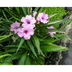 Pack of 4 Katie's Dwarf Pink Ruellia Live Starter Plants, Mexican Petunia, 4-9 Inch Tall - Image 4