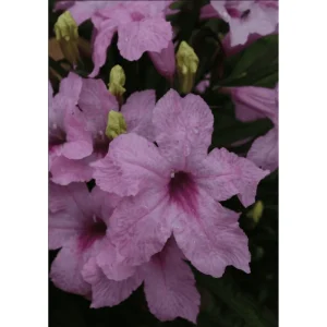 Pack of 4 Katie's Dwarf Pink Ruellia Live Starter Plants, Mexican Petunia, 4-9 Inch Tall - Image 5