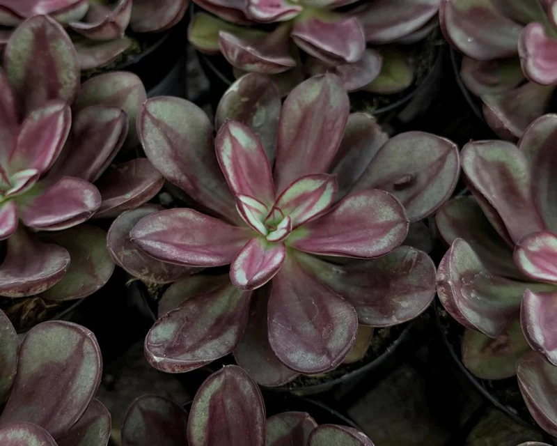 Painted Echeveria Nodulosa Live Plant – Succulent in 4 Inch Pot - Image 1