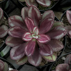 Painted Echeveria Nodulosa Live Plant – Succulent in 4 Inch Pot - Image 2