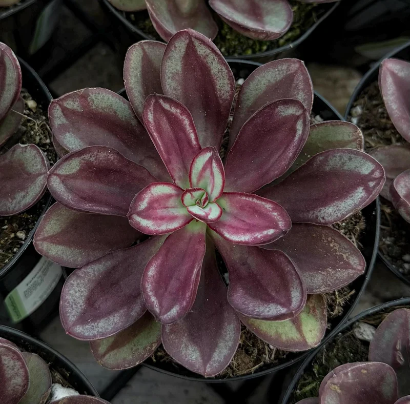 Painted Echeveria Nodulosa Live Plant – Succulent in 4 Inch Pot - Image 2