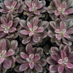 Painted Echeveria Nodulosa Live Plant – Succulent in 4 Inch Pot - Image 3