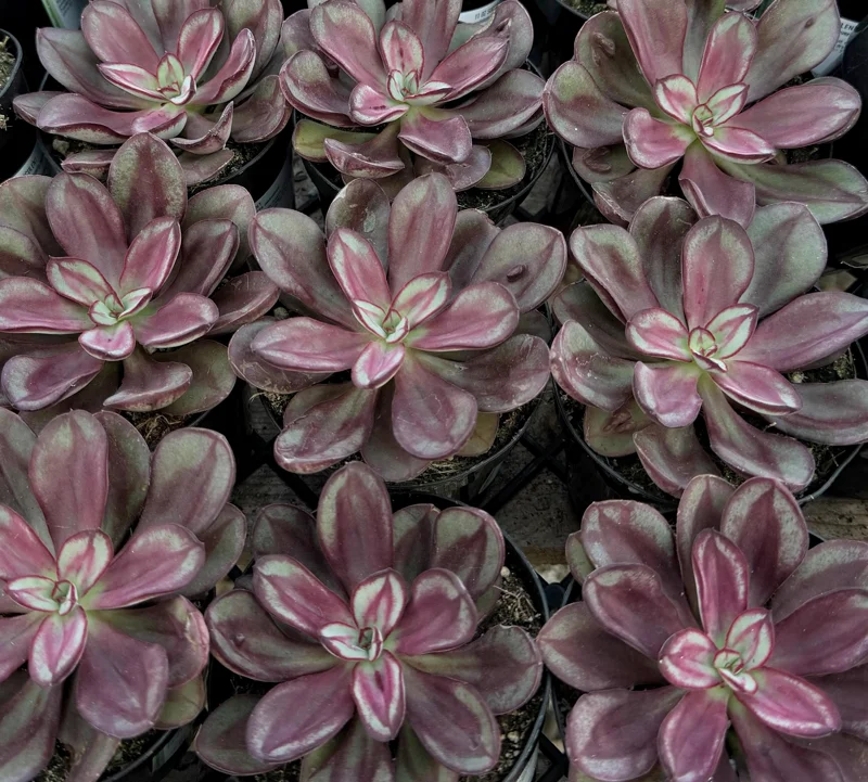 Painted Echeveria Nodulosa Live Plant – Succulent in 4 Inch Pot - Image 3
