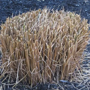 Pampas Grass Live Plant - Set of 3 Bare Root Starters, 4-8 Inch Tall, Outdoor Ornamental Grass - Image 2