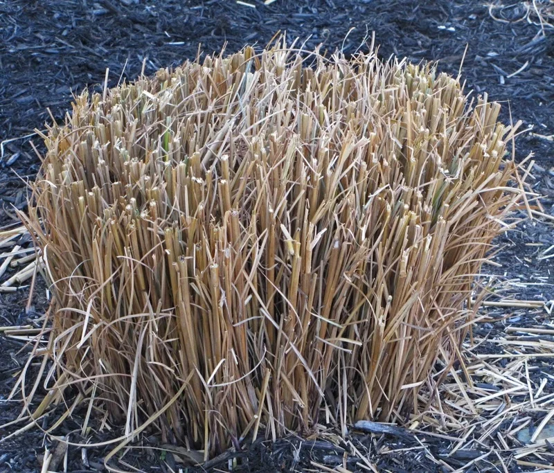 Pampas Grass Live Plant - Set of 3 Bare Root Starters, 4-8 Inch Tall, Outdoor Ornamental Grass - Image 2