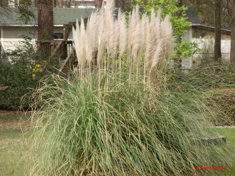 Pampas Grass Live Plant - Set of 3 Bare Root Starters, 4-8 Inch Tall, Outdoor Ornamental Grass - Image 3