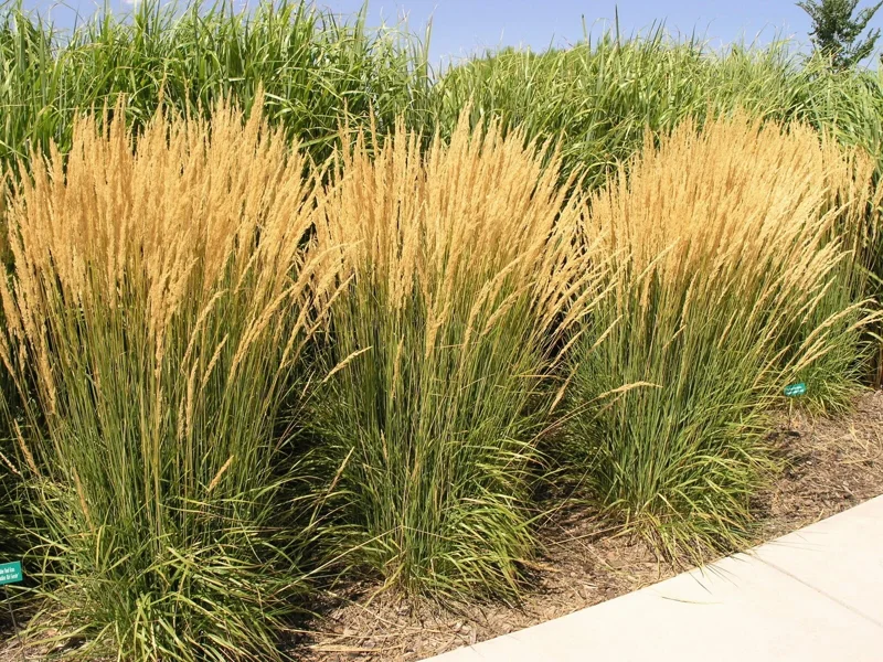 Pampas Grass Live Plant - Set of 3 Bare Root Starters, 4-8 Inch Tall, Outdoor Ornamental Grass - Image 1