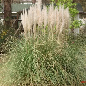 Pampas Grass Live Plants, 4-8 Inch Tall, Set of 3 Starter Bare Roots, Outdoor Perennial - Image 3