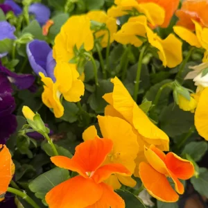 Pansy Delta Pure Color Mix Live Plant – 4 Inch Pot – Vibrant Outdoor Blooms - Image 4