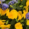 Pansy Delta Pure Color Mix Live Plant – 4 Inch Pot – Vibrant Outdoor Blooms - Image 1