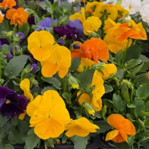 Pansy Delta Pure Color Mix Live Plant - Vibrant Solid Colors, 4 Inch Pot - Image 2