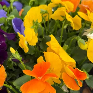 Pansy Delta Pure Color Mix Live Plant - Vibrant Solid Colors, 4 Inch Pot - Image 4