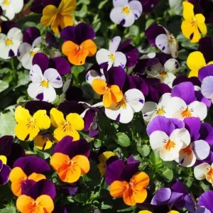 Pansy Live Plant Mix in Gallon Pot - Vibrant Outdoor Flowers for Gardens - Image 2