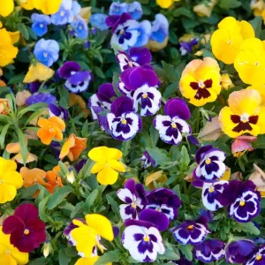 Pansy Live Plant Mix in Gallon Pot - Vibrant Outdoor Flowers for Gardens - Image 3