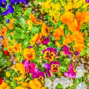 Pansy Live Plant Mix in Gallon Pot - Vibrant Outdoor Flowers for Gardens - Image 4