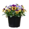Pansy Live Plant Mix in Gallon Pot - Vibrant Outdoor Flowers for Gardens - Image 1