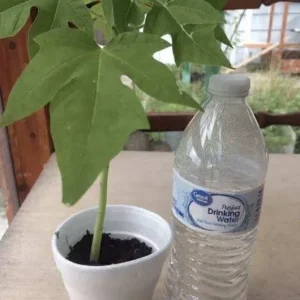 Papaya Live Plant - Organic Carica Papaya Tree, Fast Growing, 5-10