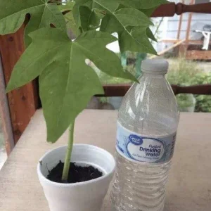 Papaya Live Plant - Organic Carica Papaya Tree, Fast Growing, 5-10